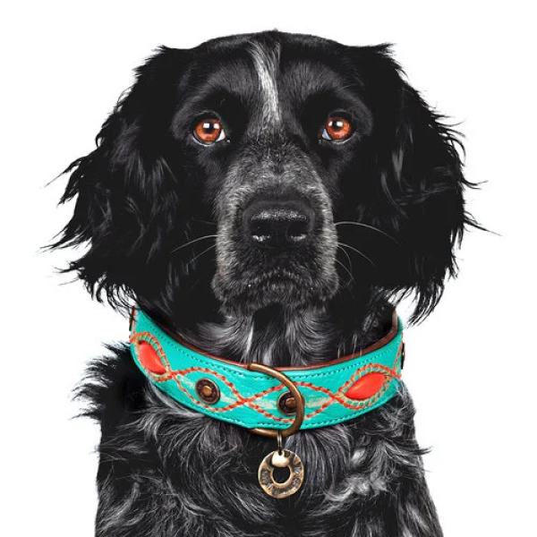 Dog with a Mission Halsband Janis